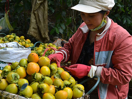Dịp tết, trái cây Trung Quốc lại tràn ngập thị trường 10
