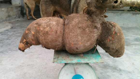 Củ sắn khổng lồ ở Nghệ An nặng gần 30kg 1