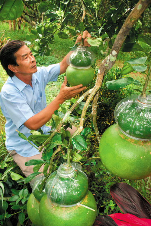 Hàng "độc" đón Tết: Chưa vào mùa đã bị đội giá 1