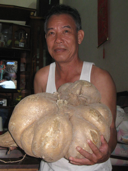 Phát hiện củ sắn khổng lồ, nặng 16kg 1 Phát hiện củ sắn khổng lồ, nặng 16kg 1