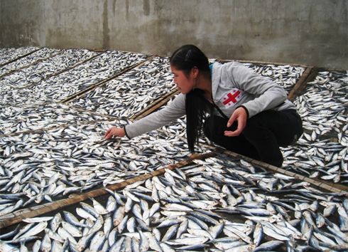 Hải sản kh&ocirc; chứa chất diệt ruồi, muỗi 1