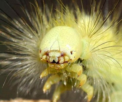 Cận cảnh loài côn trùng có bộ lông tuyệt đẹp chứa chất kịch độc 11