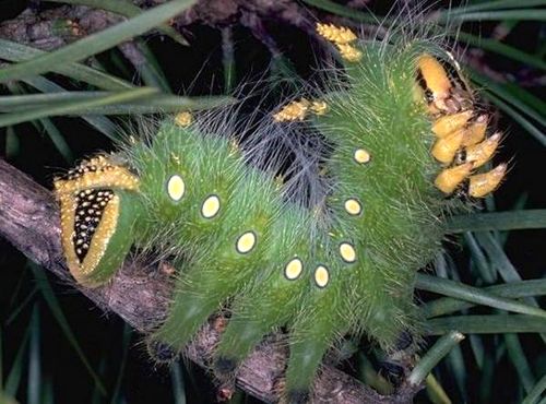 Cận cảnh loài côn trùng có bộ lông tuyệt đẹp chứa chất kịch độc 8