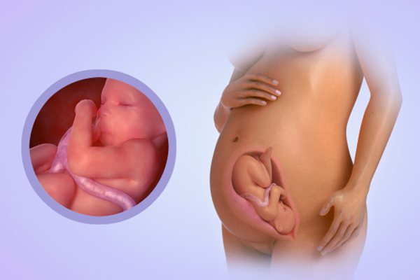 Tuần thai thứ 31: Bé năng động hơn rất nhiều 1