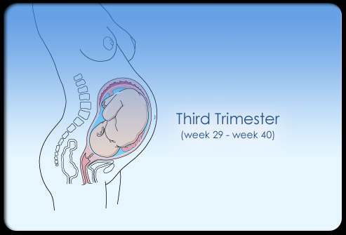 Sự thay đổi của mẹ và bé trong 9 tháng thai kỳ 11