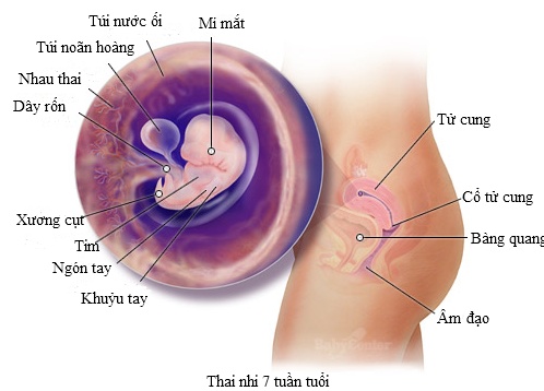 Các Kỹ Thuật Đánh Giá Vị trí Tim Thai