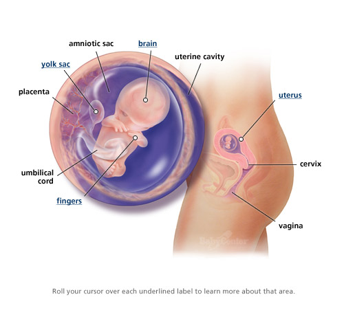 Sự phát triển của thai nhi trong 3 tháng đầu thai kỳ 8