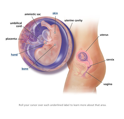 Sự phát triển của thai nhi trong 3 tháng đầu thai kỳ 9