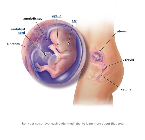 Sự phát triển của thai nhi trong 3 tháng đầu thai kỳ 10