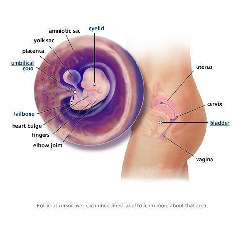 Sự phát triển của thai nhi trong 3 tháng đầu thai kỳ 5