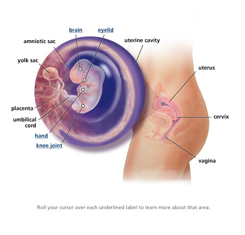 Sự phát triển của thai nhi trong 3 tháng đầu thai kỳ 6