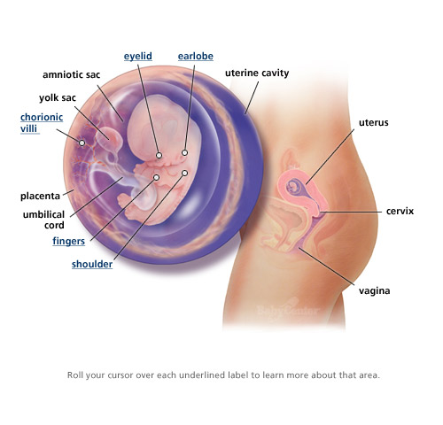 Sự phát triển của thai nhi trong 3 tháng đầu thai kỳ 7