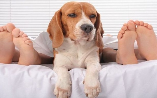 Take care of your pet's sleeping area to keep the bedroom clean.