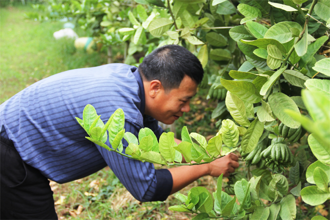 Có dễ làm giàu từ cây phật thủ? 8