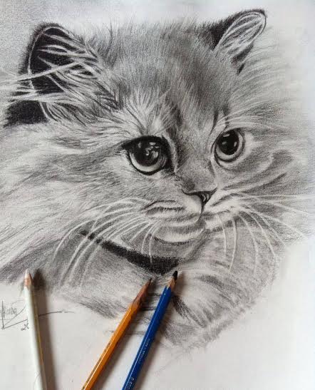 Cách Vẽ mèo bằng chì cho người mới bắt đầu