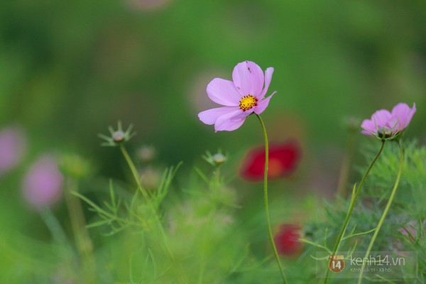 Ngất ngây sắc tím thung lũng hoa bên Hồ Tây 2