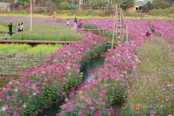 Ngất ngây sắc tím thung lũng hoa bên Hồ Tây 6