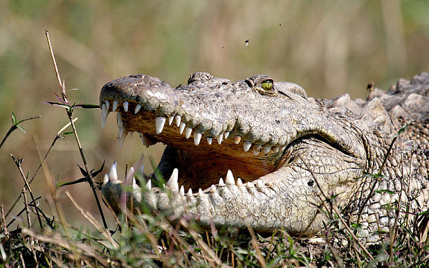 Cá sấu ăn thịt người