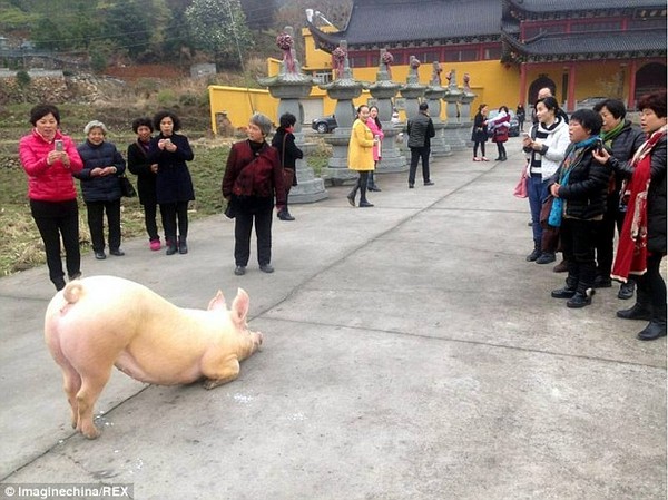 Chú lợn bỏ trốn tới trước cửa chùa, quỳ gối hàng tiếng không chịu đứng lên 1