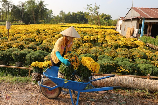 Mê mẩn ngắm những vườn hoa đẹp rực rỡ ở vựa hoa lớn nhất miền Nam 13