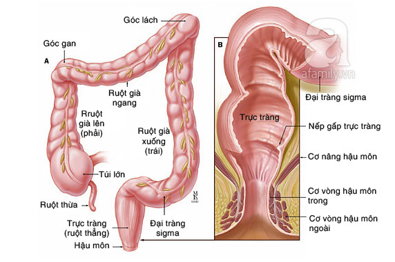 rắc rối ở hậu môn