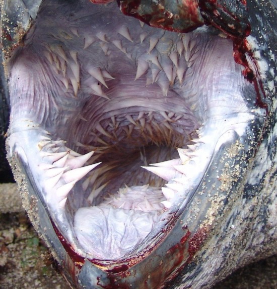 Loài rùa có hàm răng đáng sợ nhất thế giới 1