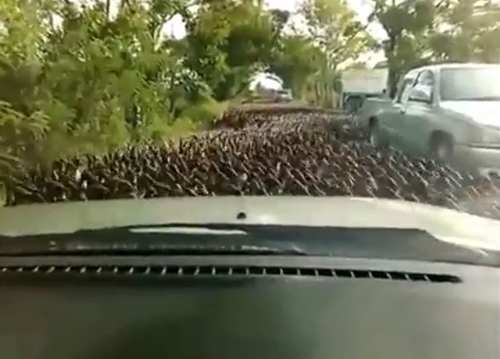100.000 con vịt tràn ra đường gây tắc nghẽn giao thông 1