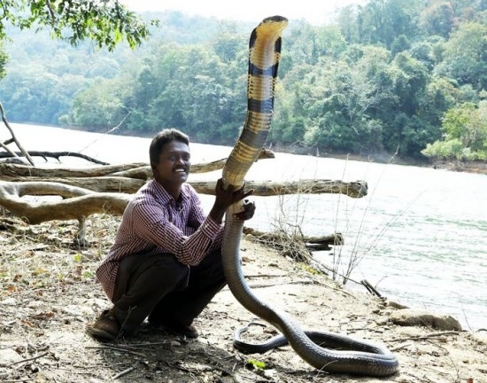 Người đàn ông giải cứu hơn 30.000 con rắn 1