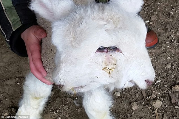 Cừu 4 mắt, 2 mũi xuất hiện ở New Zealand 1