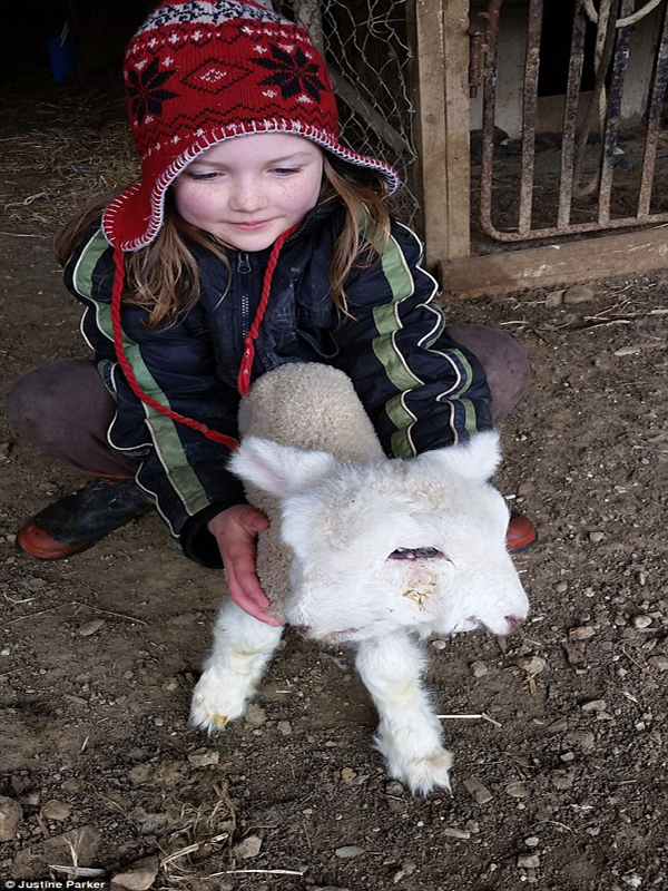 Cừu 4 mắt, 2 mũi xuất hiện ở New Zealand 3