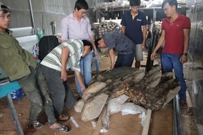 Phát hiện nấm linh chi khoảng 200kg ở Đắk Lắk 2