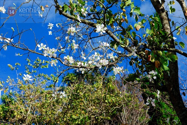 Chùm ảnh: Ngắm mùa hoa ban, hoa cải trắng đẹp mê mẩn ở Đà Lạt 11