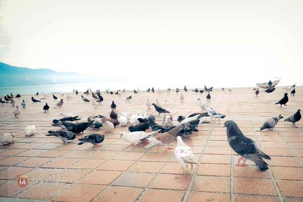 “Công viên chim bồ câu” bên bờ biển Đà Nẵng_2