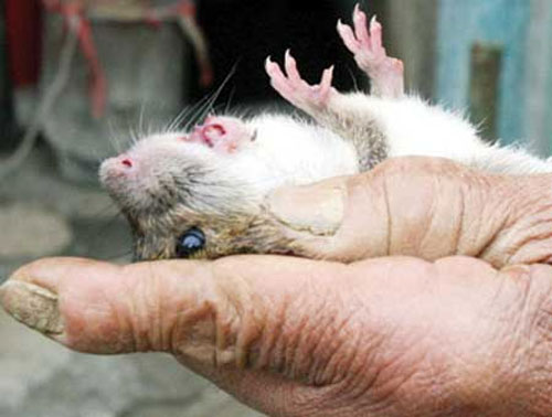 Bộ Y tế khuyến cáo virus độc từ chuột cắn 1