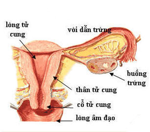 Những "thủ phạm" hủy hoại tử cung người phụ nữ 1