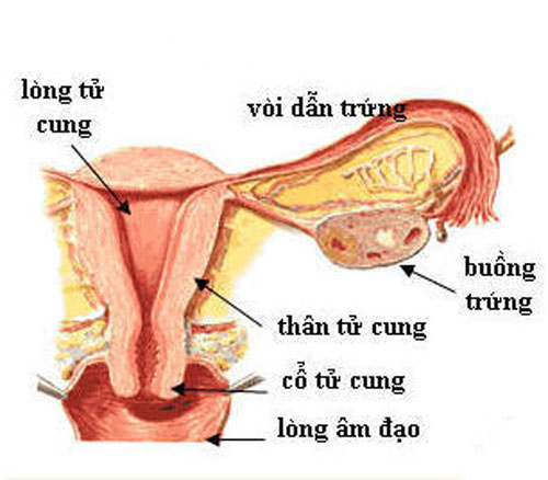 Tổng quan về loét cổ tử cung chị em không nên bỏ qua 1