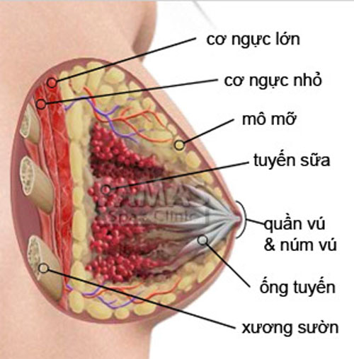 Xơ nang tuyến vú: bệnh rất hay gặp ở chị em 1