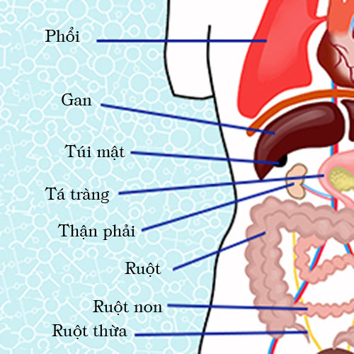 Mô hình giải phẫu nội tạng cơ thể người nữ 85cm