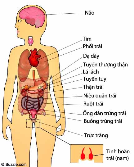 Tổng hợp 86+ hình về mô hình bộ phận cơ the người - NEC