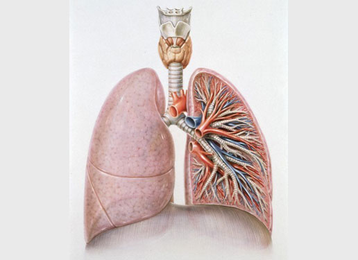 Khám phá cấu tạo phổi  cơ quan hô hấp quan trọng nhất trong cơ thể   Medlatec