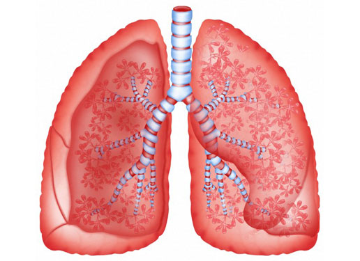 Vài hình ảnh trực quan về tim, phổi và hệ hô hấp của con người 2