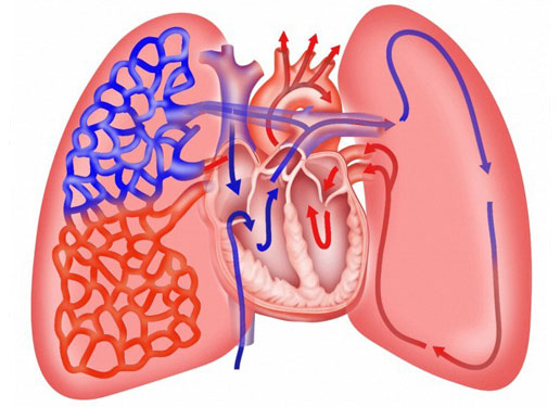 Vài hình ảnh trực quan về tim, phổi và hệ hô hấp của con người 6