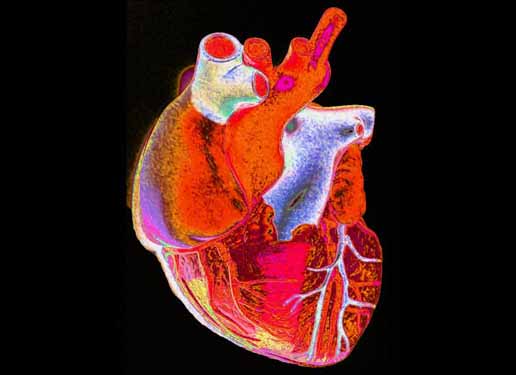 Vài hình ảnh trực quan về tim, phổi và hệ hô hấp của con người 7