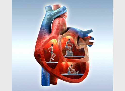 Vài hình ảnh trực quan về tim, phổi và hệ hô hấp của con người 8