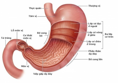 Những điều nên và không nên làm khi bị đau dạ dày 1