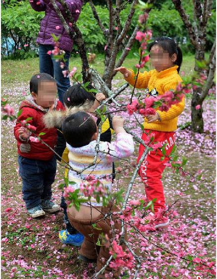 Phẫn nộ v&igrave; du kh&aacute;ch rung c&acirc;y để hoa rơi r&agrave;o r&agrave;o nhằm chụp ảnh cho đẹp 4