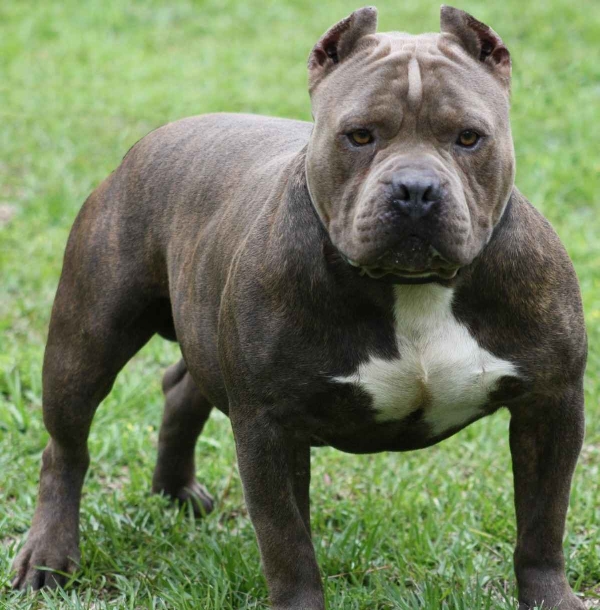 chó  Pitbull chó Pitbull tấn công