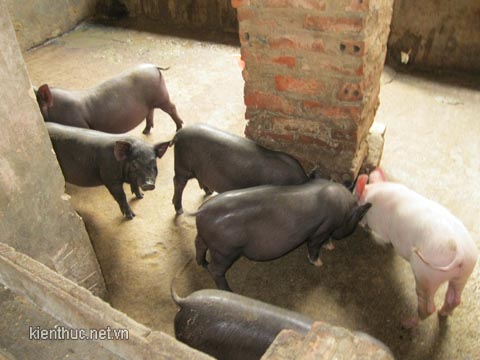 Choáng với chiêu “phù phép” lợn sữa thành lợn “cắp nách” 2 Choáng với chiêu “phù phép” lợn sữa thành lợn “cắp nách” 2