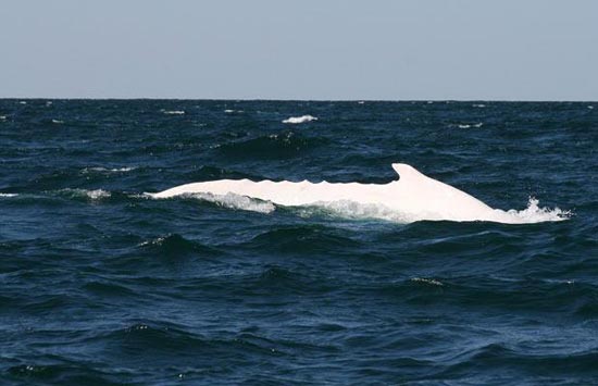 Cá voi lưng gù trắng đi cùng mẹ