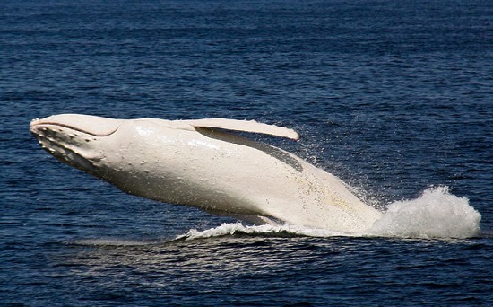 Cá voi trắng lưng gù hiếm gặp xuất hiện tại Úc 1